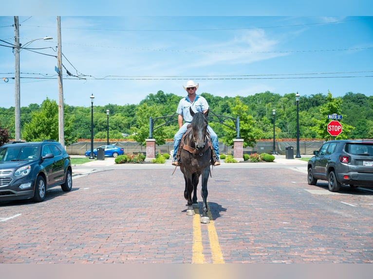 American Quarter Horse Gelding 6 years Roan-Blue in Middletown OH