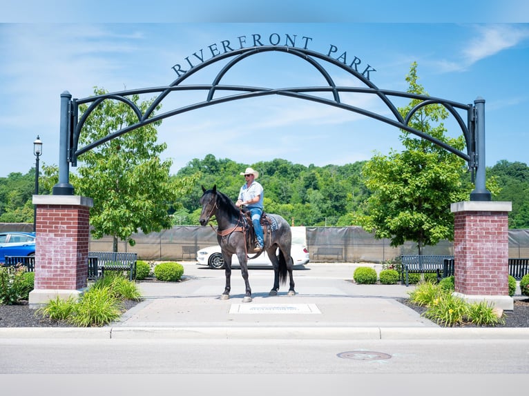 American Quarter Horse Gelding 6 years Roan-Blue in Middletown OH