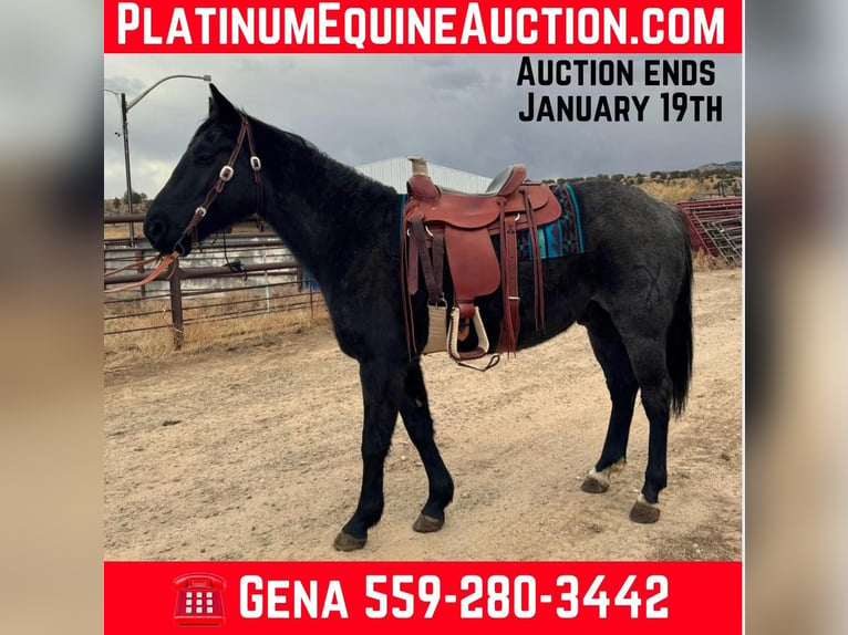 American Quarter Horse Gelding 6 years Roan-Blue in Dorlores CO