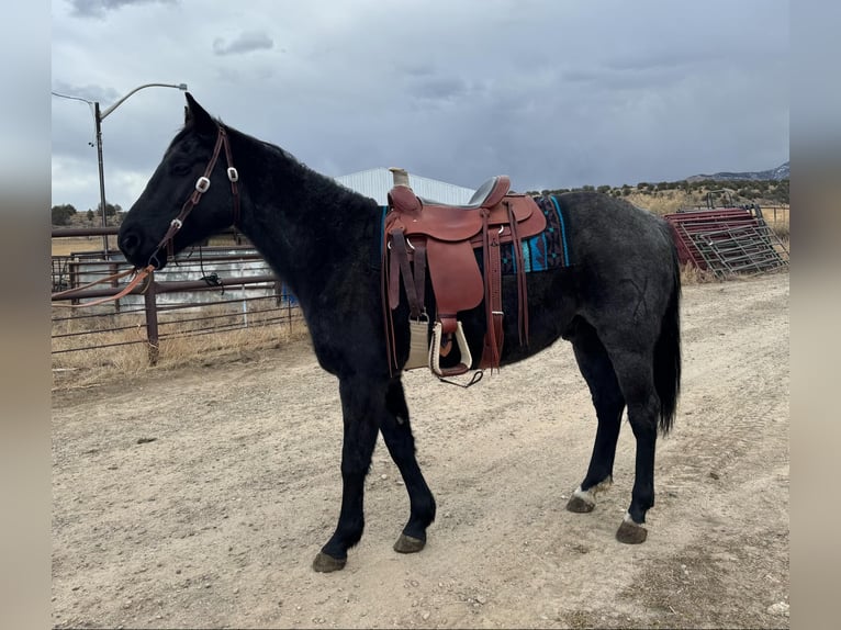 American Quarter Horse Gelding 6 years Roan-Blue in Dorlores CO