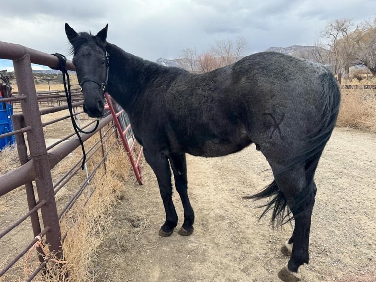 American Quarter Horse Gelding 6 years Roan-Blue in Dorlores CO