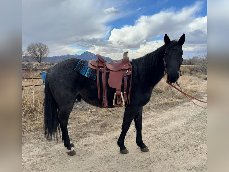 American Quarter Horse Gelding 6 years Roan-Blue in Dorlores CO