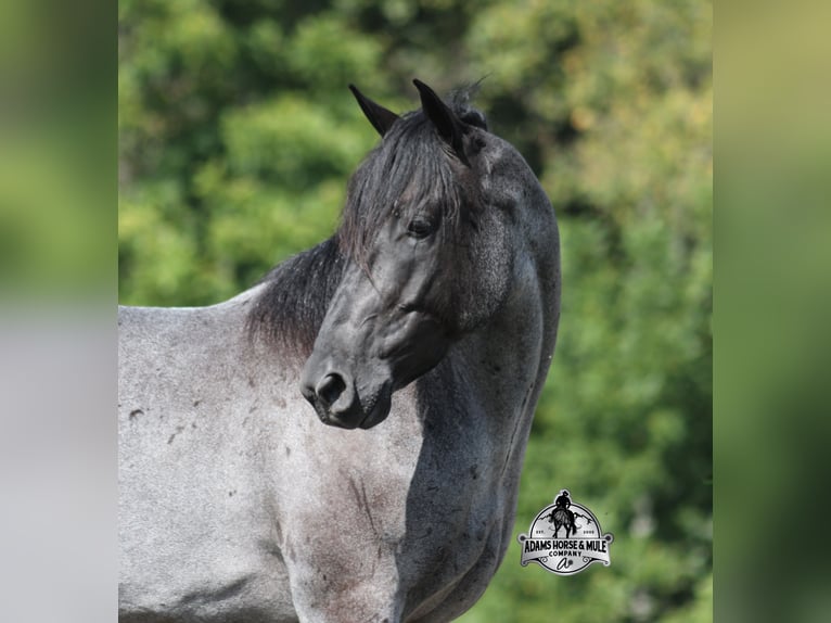 American Quarter Horse Gelding 6 years Roan-Blue in Mount Vernon KY