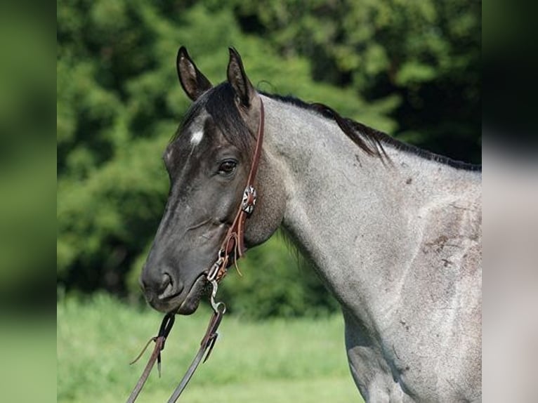 American Quarter Horse Gelding 6 years Roan-Blue in Mount Vernon