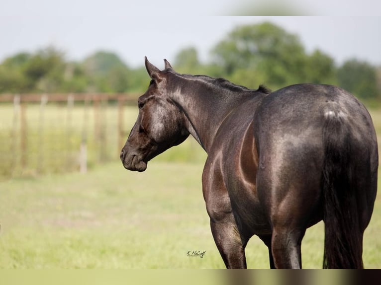 American Quarter Horse Gelding 6 years Roan-Blue in RAVENNA, TX