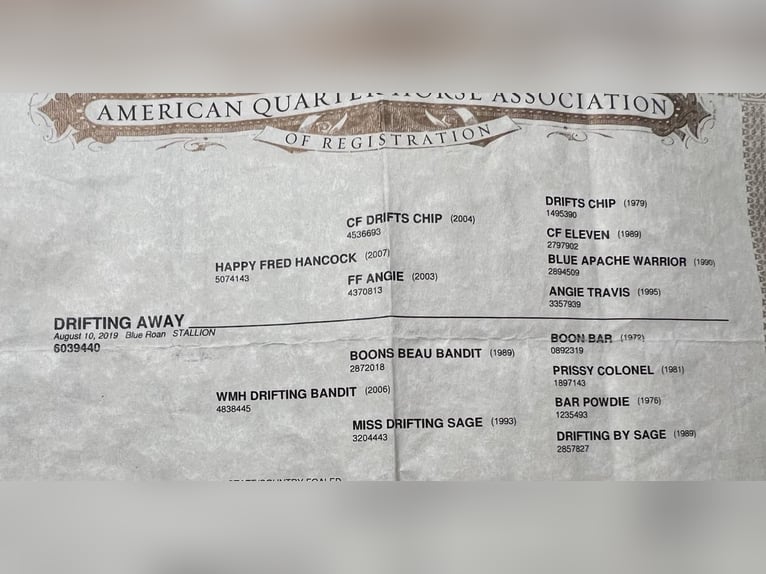 American Quarter Horse Gelding 6 years Roan-Blue in RAVENNA, TX