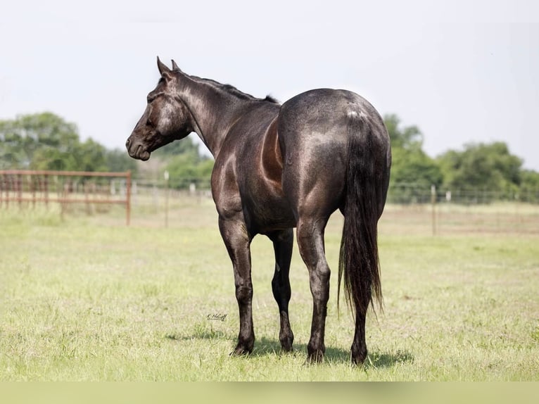 American Quarter Horse Gelding 6 years Roan-Blue in RAVENNA, TX