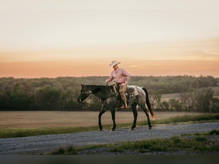 American Quarter Horse Gelding 6 years Roan-Blue in Mill Shoals