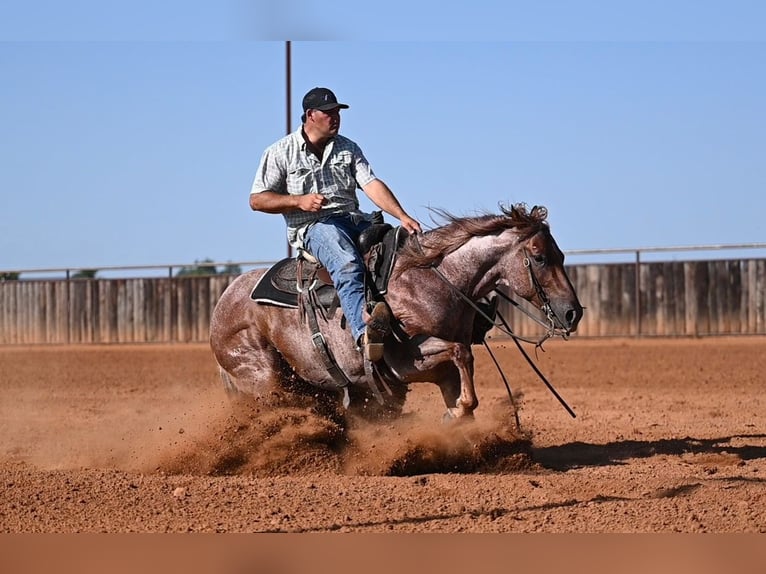 American Quarter Horse Gelding 6 years Roan-Red in Waco