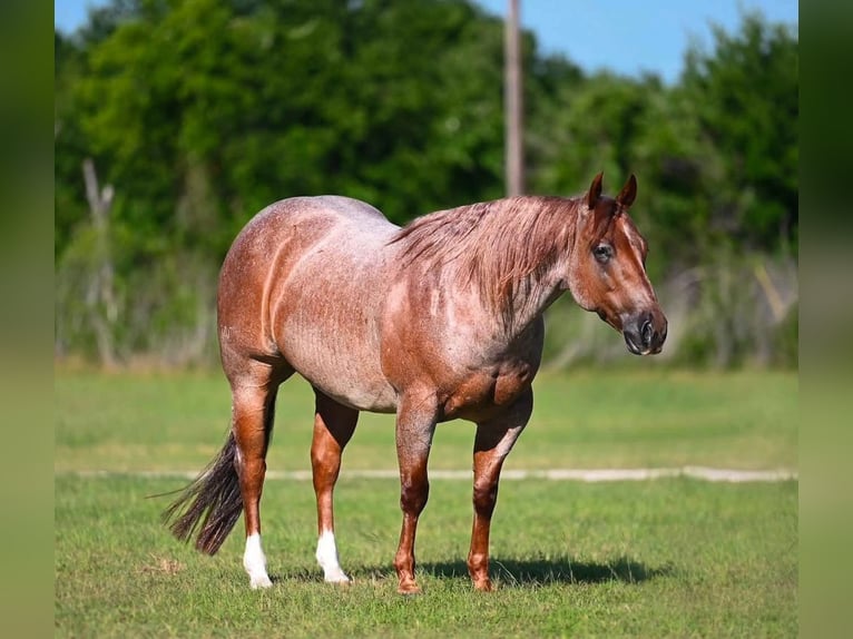 American Quarter Horse Gelding 6 years Roan-Red in Waco