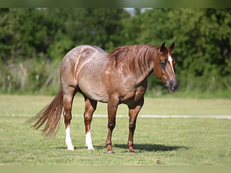 American Quarter Horse Gelding 6 years Roan-Red in Waco