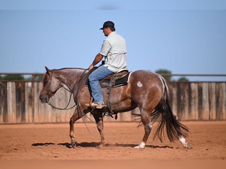 American Quarter Horse Gelding 6 years Roan-Red in Waco