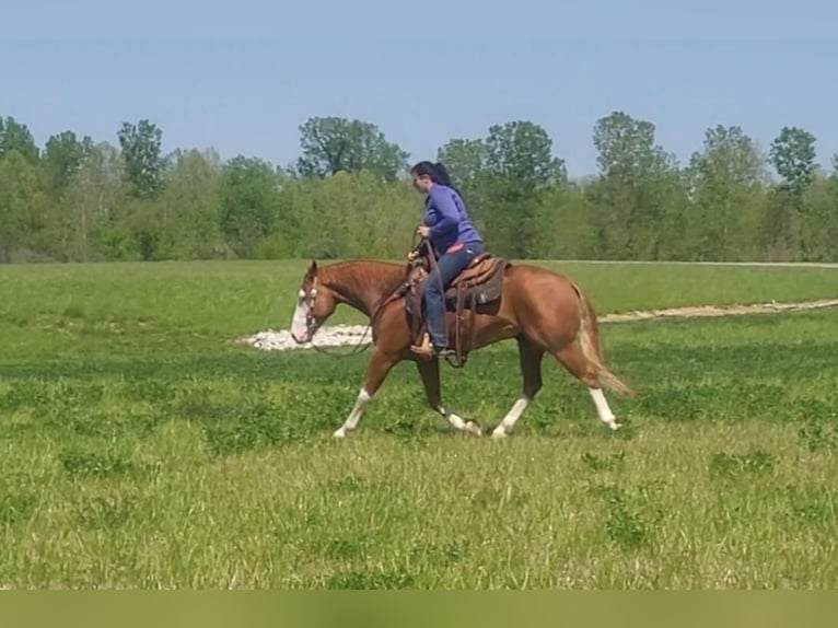 American Quarter Horse Gelding 6 years Roan-Red in Robards, KY