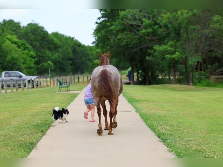 American Quarter Horse Gelding 6 years Roan-Red in Forney