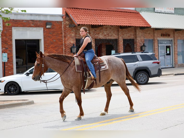 American Quarter Horse Gelding 6 years Roan-Red in Forney