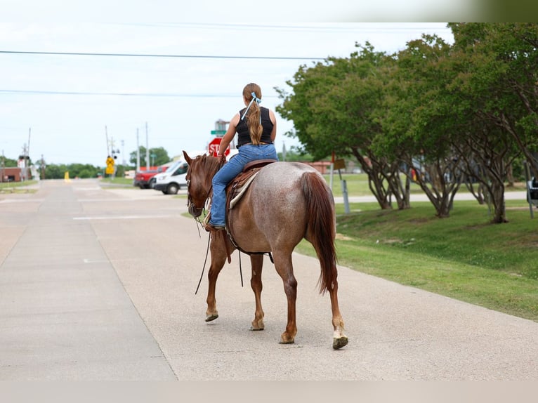 American Quarter Horse Gelding 6 years Roan-Red in Forney
