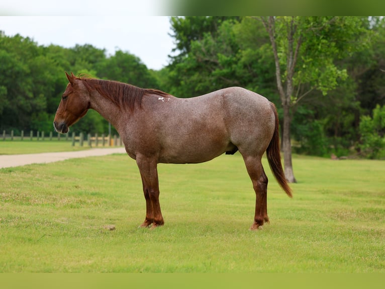 American Quarter Horse Gelding 6 years Roan-Red in Forney