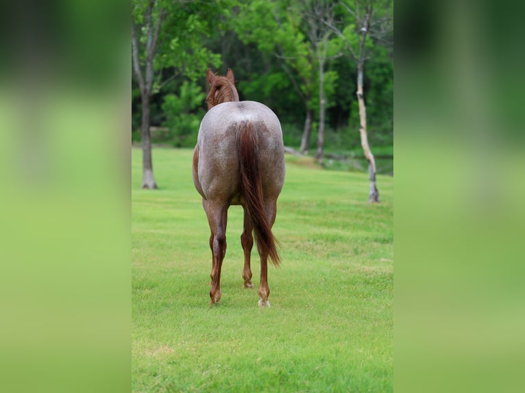 American Quarter Horse Gelding 6 years Roan-Red in Forney