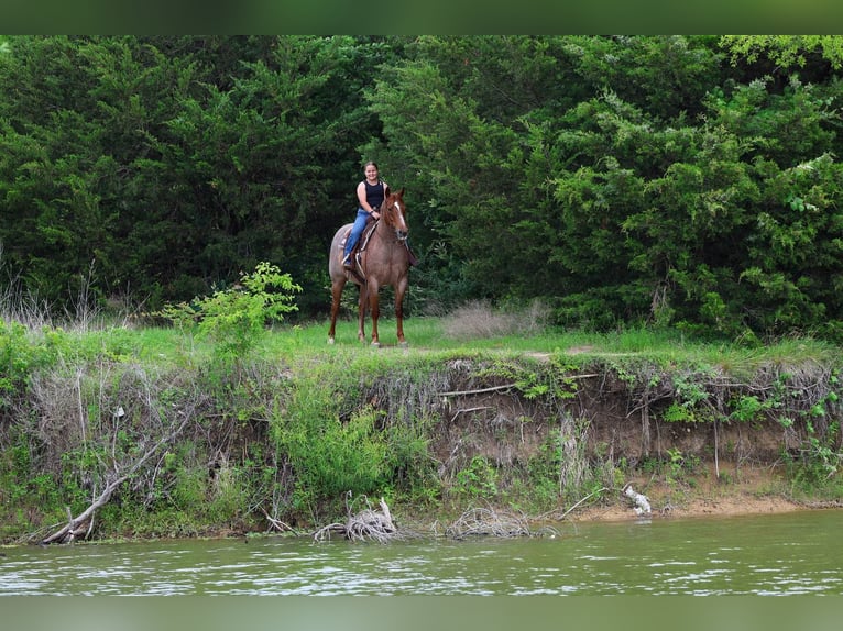 American Quarter Horse Gelding 6 years Roan-Red in Forney