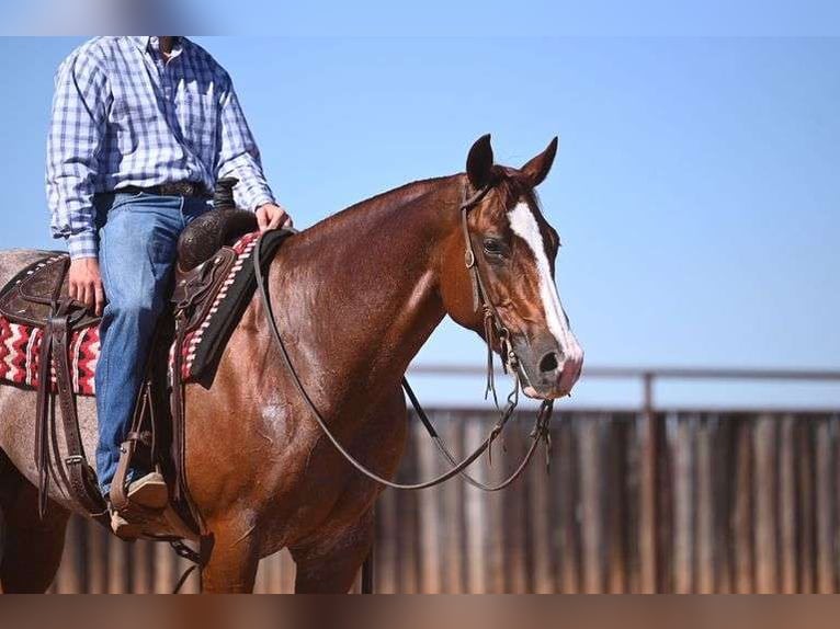 American Quarter Horse Gelding 6 years Roan-Red in Waco