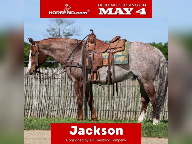 American Quarter Horse Gelding 6 years Roan-Red in Rusk