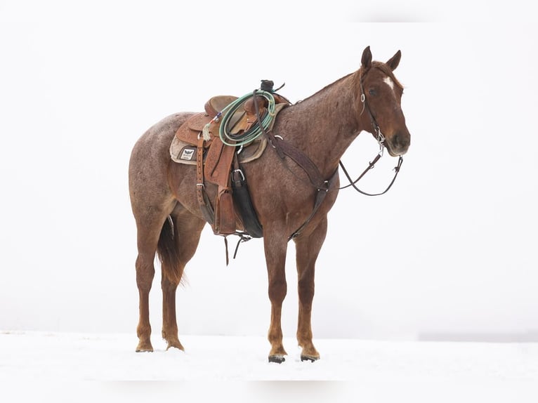 American Quarter Horse Gelding 6 years Roan-Red in Decorah, IA
