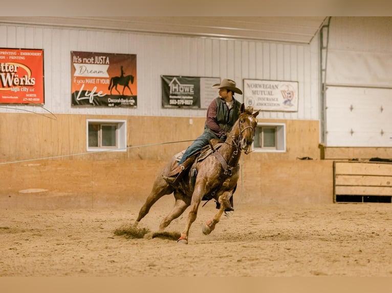 American Quarter Horse Gelding 6 years Roan-Red in Decorah, IA