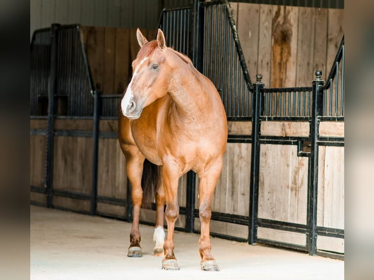 American Quarter Horse Gelding 6 years Roan-Red in Sullivan, IL