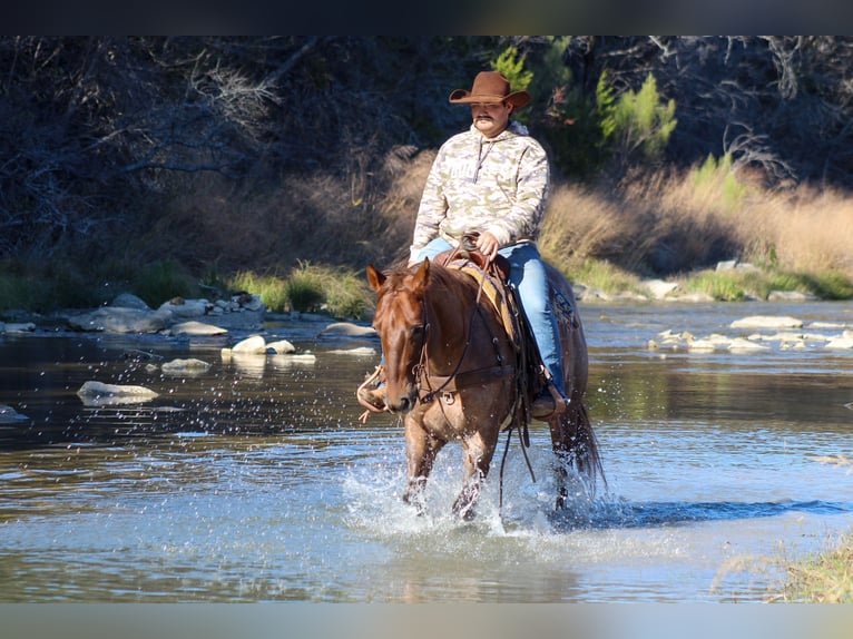 American Quarter Horse Gelding 6 years Roan-Red in Stephenville