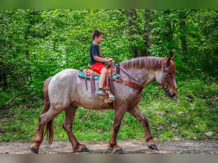 American Quarter Horse Gelding 6 years Roan-Red in Russellville, OH
