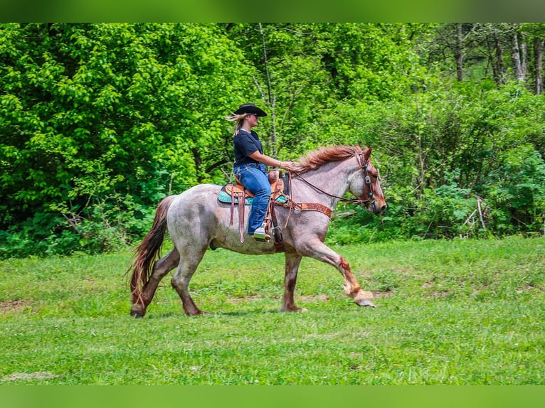 American Quarter Horse Gelding 6 years Roan-Red in Russellville, OH