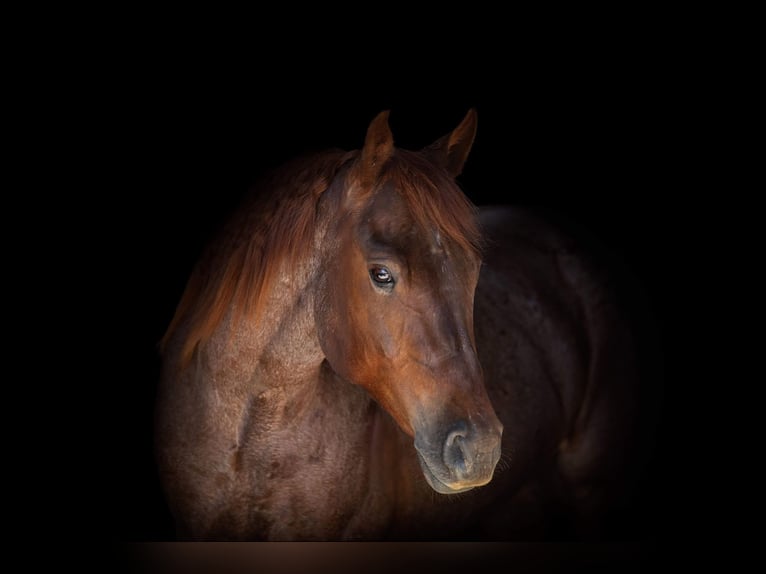 American Quarter Horse Gelding 6 years Roan-Red in Weatherford TX