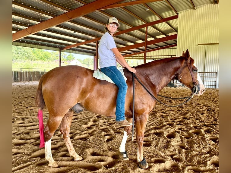 American Quarter Horse Gelding 6 years Sorrel in Gainesville