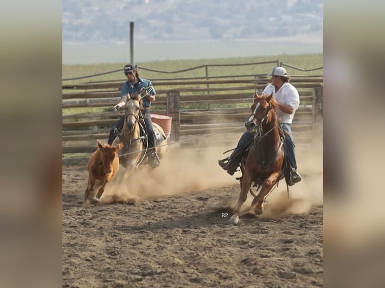 American Quarter Horse Gelding 6 years Sorrel in Menan