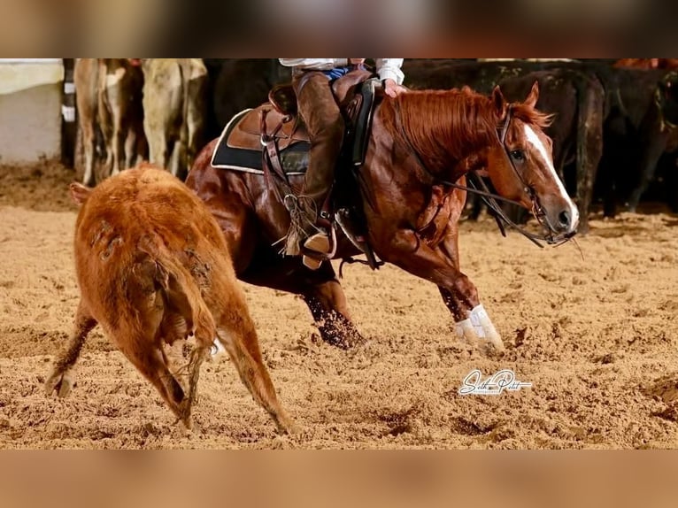 American Quarter Horse Gelding 6 years Sorrel in Waco