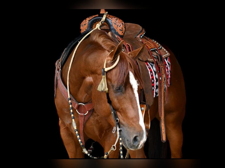 American Quarter Horse Gelding 6 years Sorrel in Rebersburg