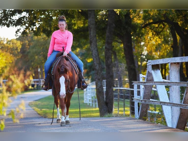American Quarter Horse Gelding 6 years Sorrel in Pilot Point, TX
