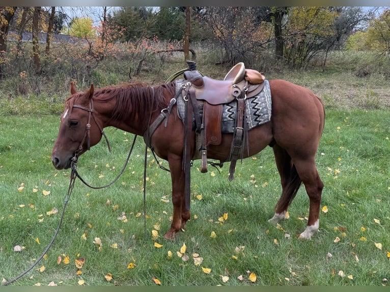 American Quarter Horse Gelding 6 years Sorrel in Faith