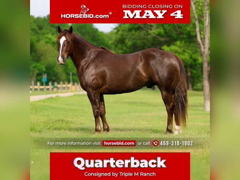 American Quarter Horse Gelding 6 years Sorrel in Forney, TX