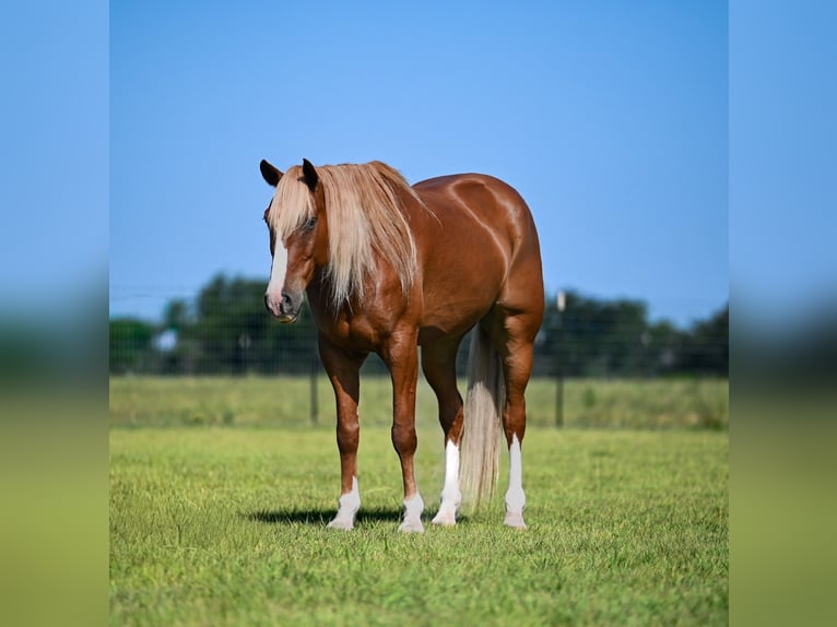 American Quarter Horse Mix Gelding 6 years Sorrel in Waco