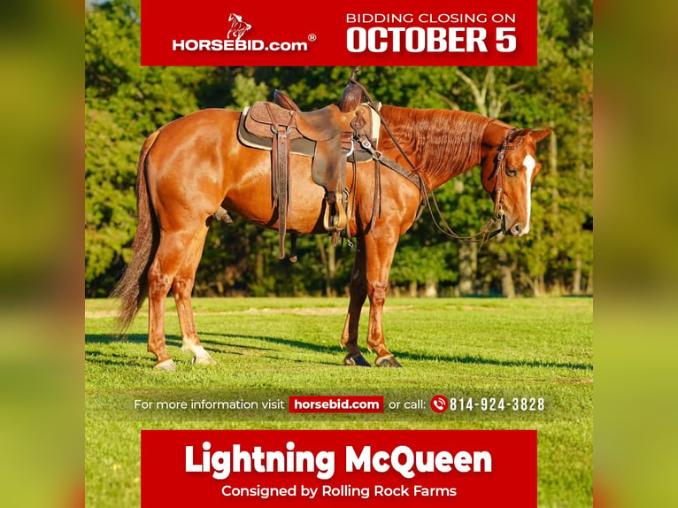 American Quarter Horse Gelding 6 years Sorrel in Clarion
