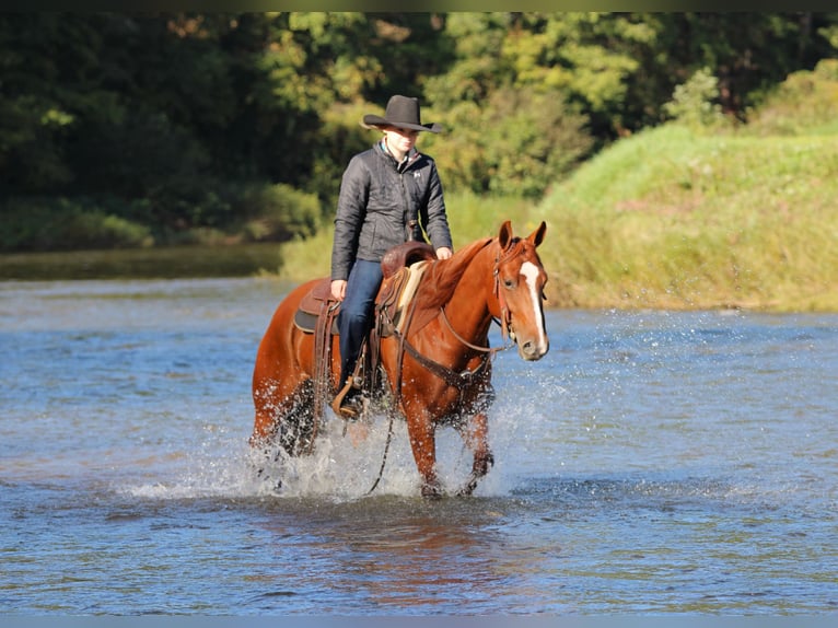 American Quarter Horse Gelding 6 years Sorrel in Clarion