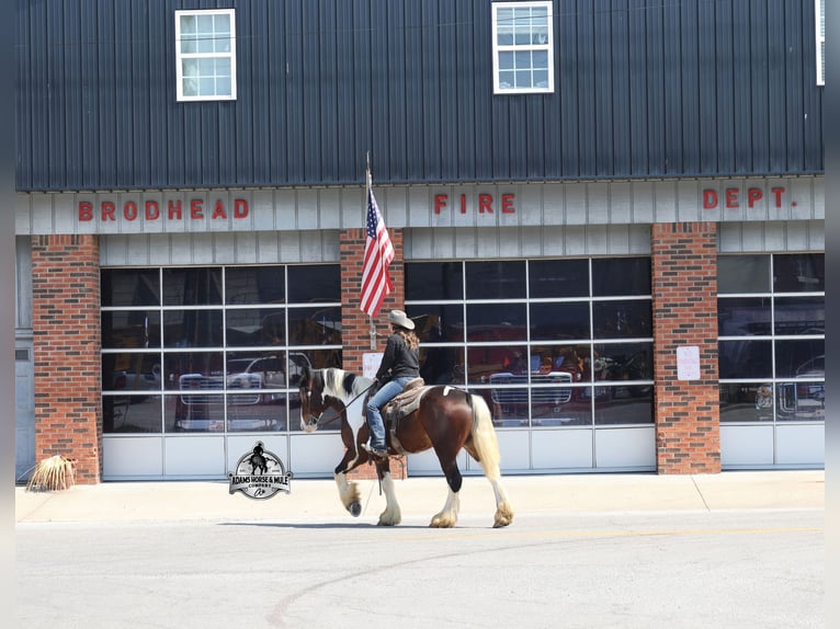 American Quarter Horse Gelding 6 years  in Mount Vernon