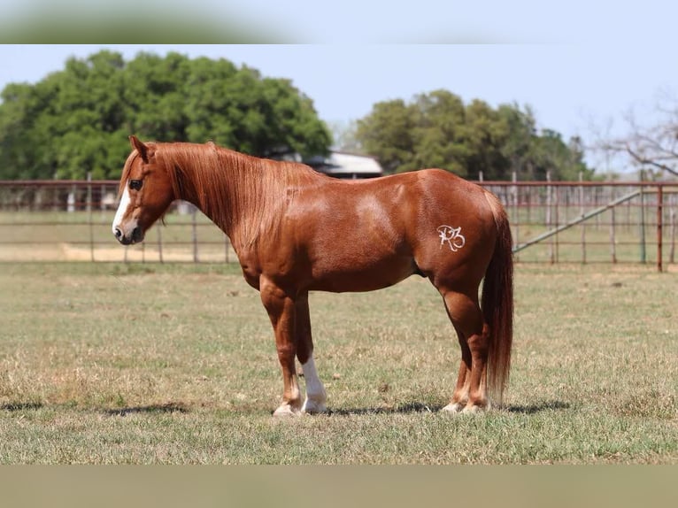 American Quarter Horse Gelding 7 years 12,2 hh Chestnut in Lipan TX