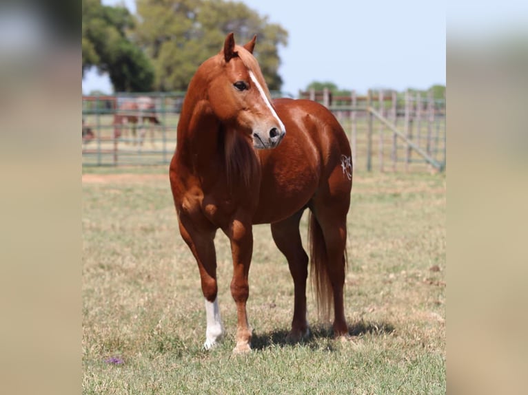 American Quarter Horse Gelding 7 years 12,2 hh Chestnut in Lipan TX