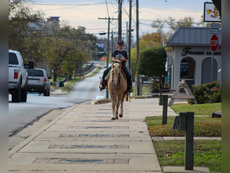 American Quarter Horse Gelding 7 years 12,2 hh Palomino in Stephenville tX