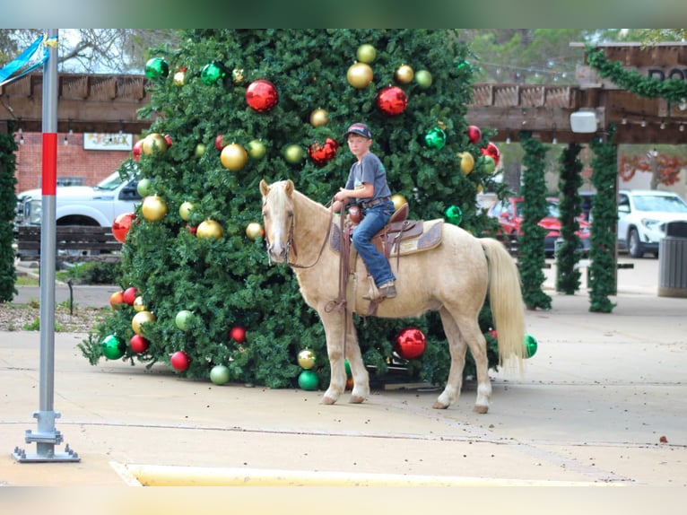 American Quarter Horse Gelding 7 years 12,2 hh Palomino in Stephenville tX