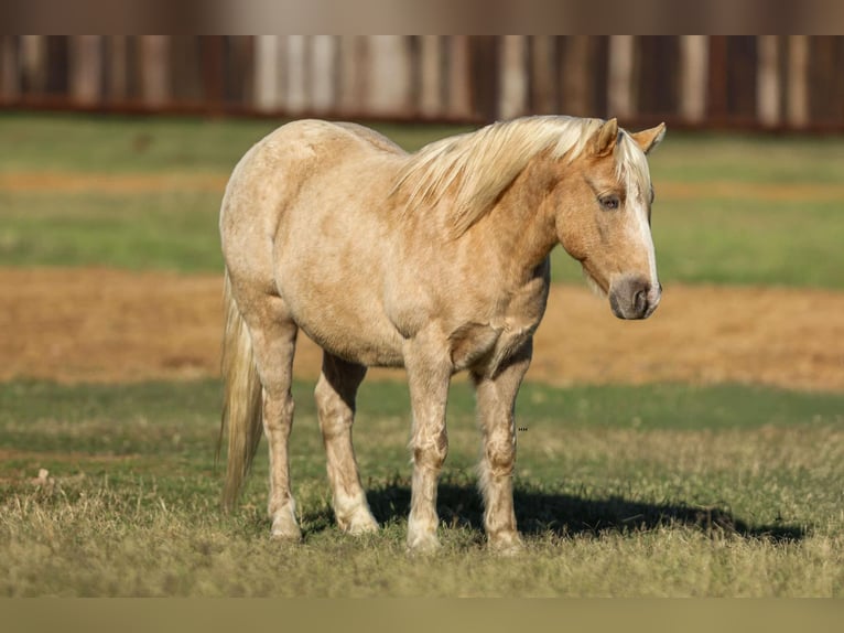 American Quarter Horse Gelding 7 years 12,2 hh Palomino in Stephenville tX