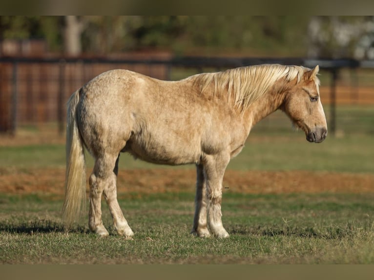 American Quarter Horse Gelding 7 years 12,2 hh Palomino in Stephenville tX