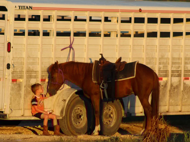 American Quarter Horse Gelding 7 years 12,3 hh Chestnut in Stephenville TX